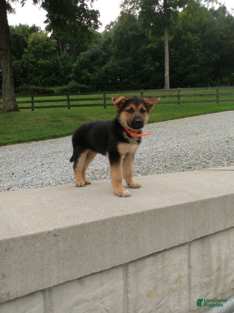 German Shepherd dogs Milo - Ad 1