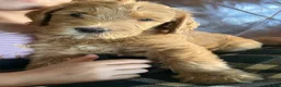 Labradoodle dogs for sale: Fern - Ad 11