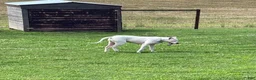 Dogo Argentino dogs for sale: Green male  - Ad 14