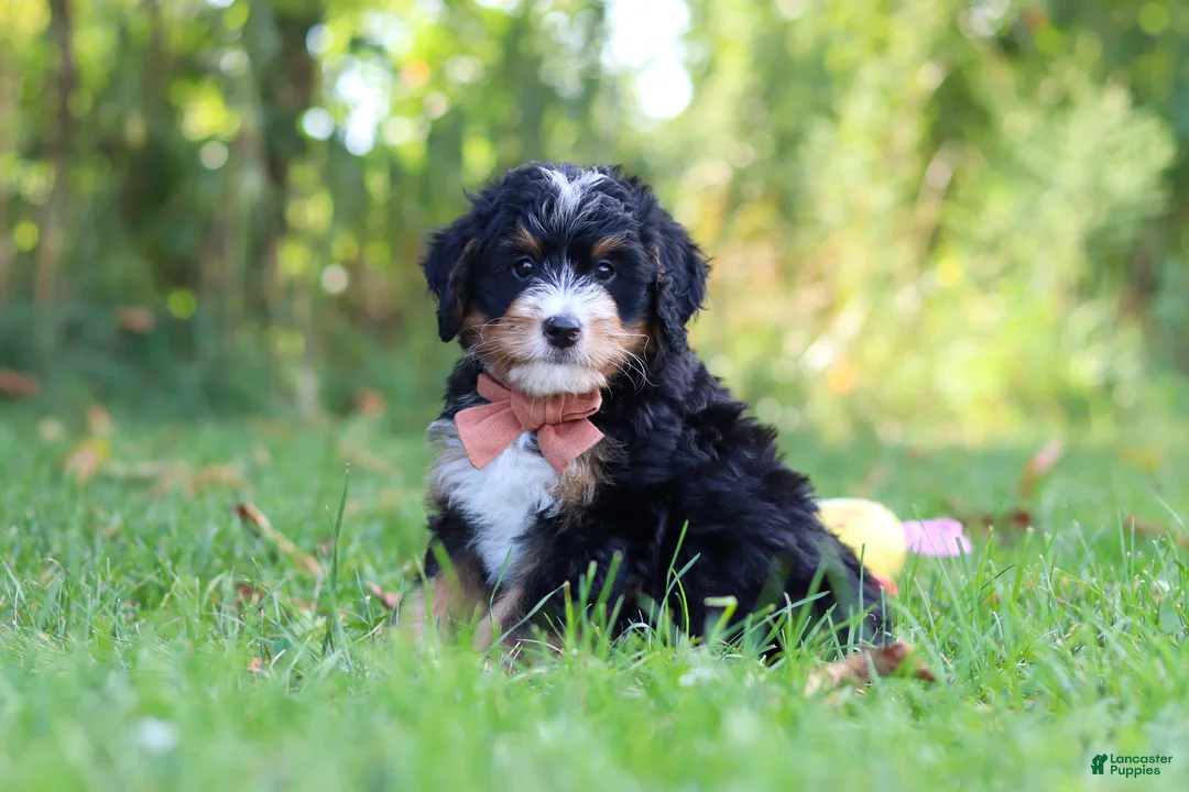 Mini Bernedoodle dogs for sale: Lonnie🐶 - Ad 1