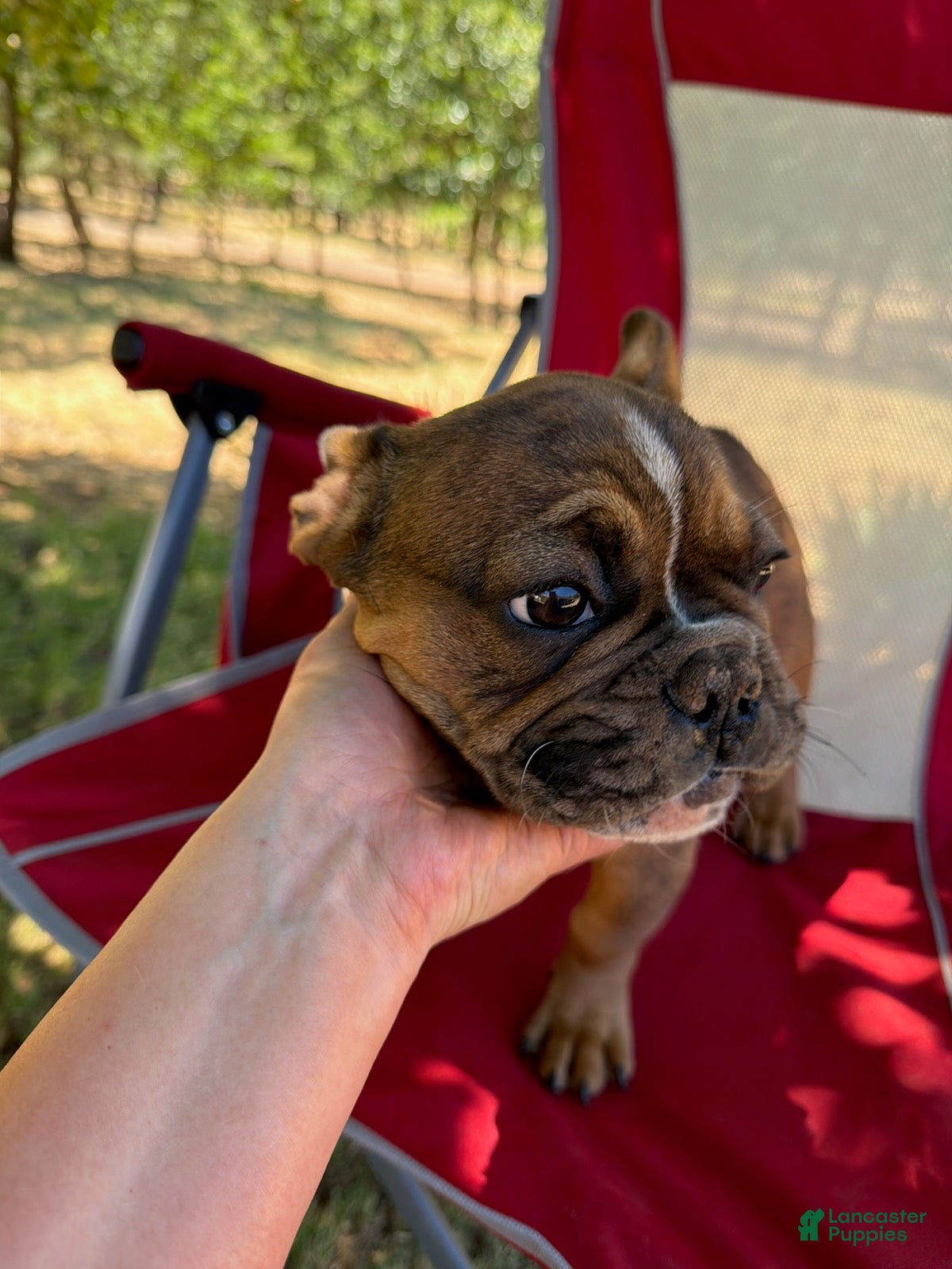 French Bulldog dogs Chungus - Ad 1