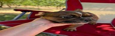 Chungus