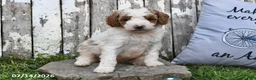 Goldendoodle dogs for sale: Drew - Ad 3
