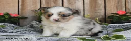 Miniature Australian Shepherd dogs for sale: Paige - Ad 4