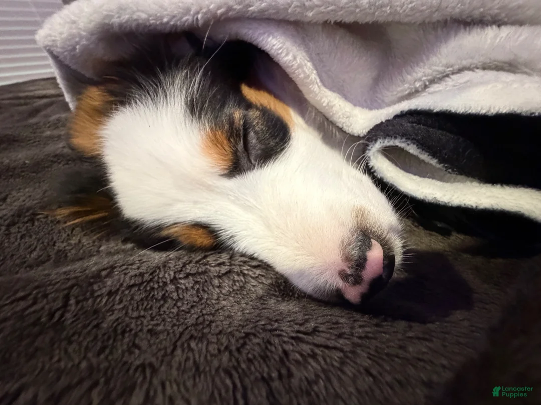 Mini Aussiedoodle dogs for sale: Mini Aussiedoodle Puppy 1 - Ad 7