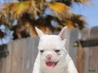 French Bulldog dogs French Bulldog Puppy 1 - Ad 5