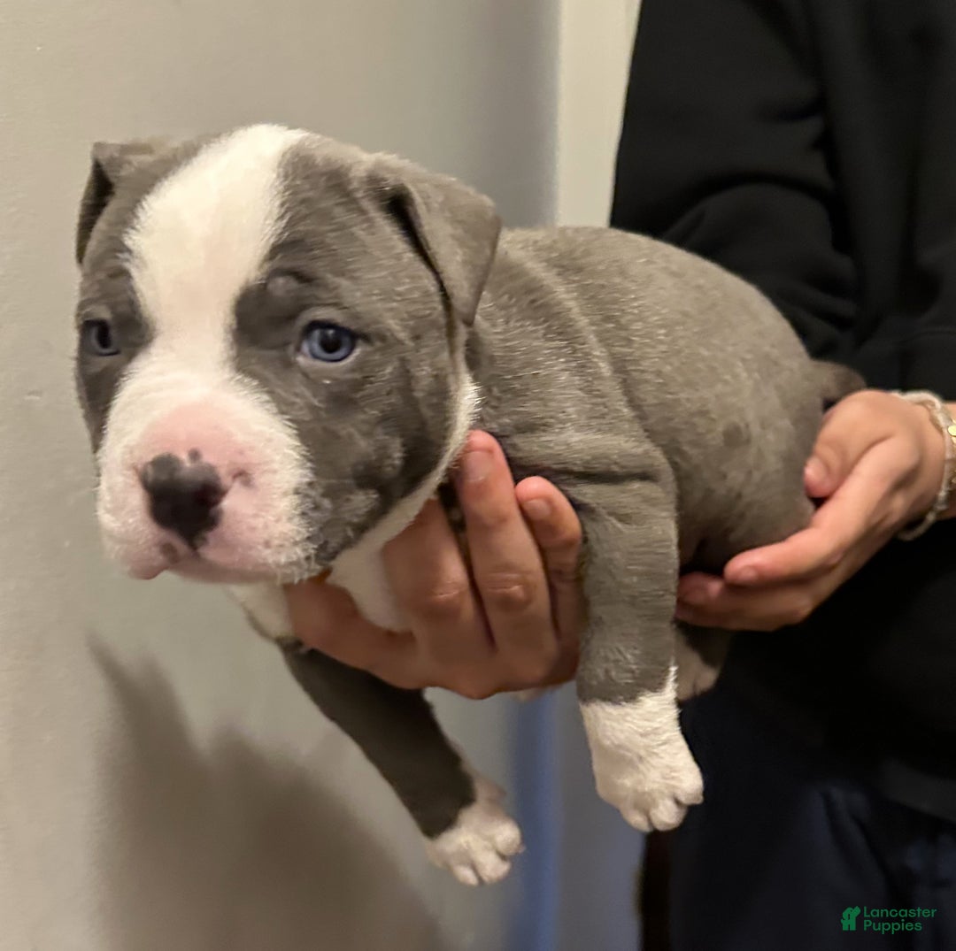 American Bully dogs for sale: "JAY Z" - Ad 2