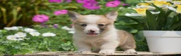 Welsh Corgi Pembroke dogs for sale: Clifford - Ad 4
