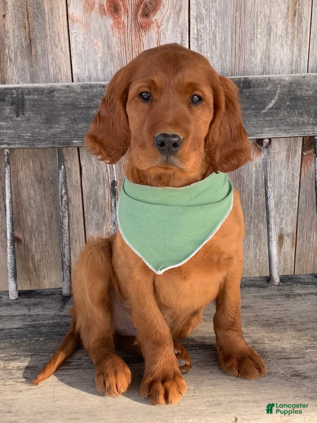 Irish Setter dogs for sale: Murphy - Ad 12