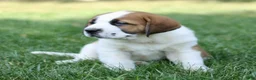 Saint Bernard dogs for sale: Myles  - Ad 4