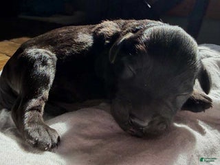 Mixed Breed dogs - Ad 19