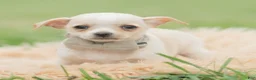 Chihuahua dogs for sale: Junior - Ad 3