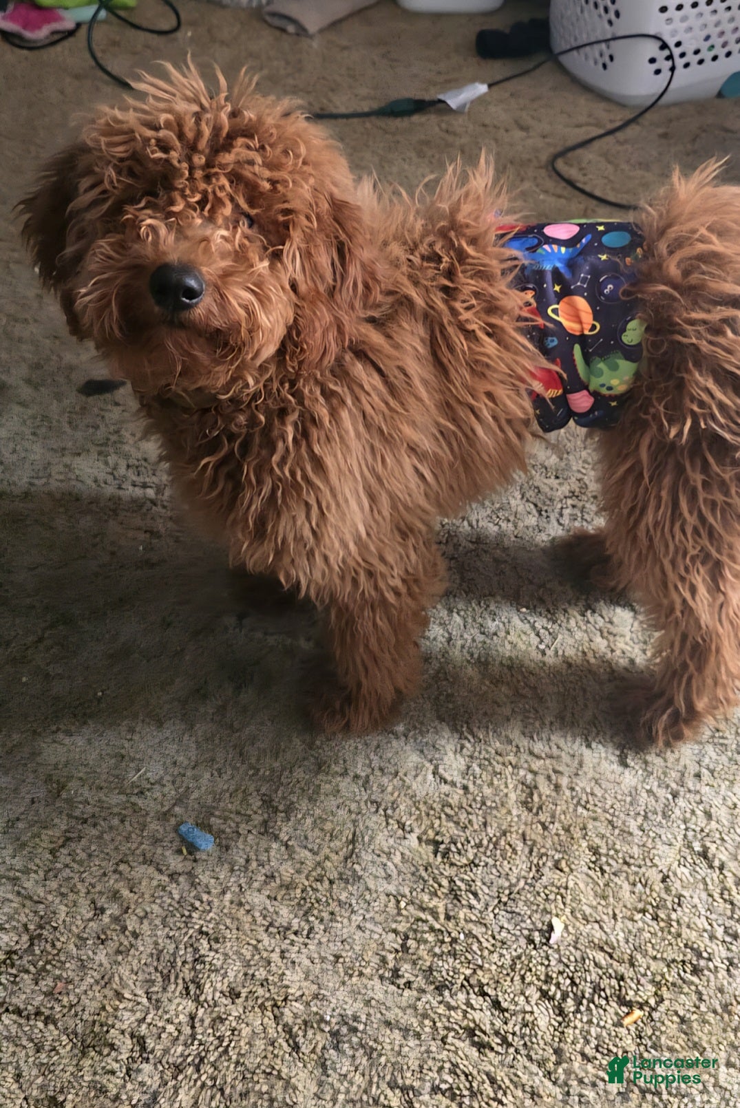 Mini Goldendoodle dogs Mini Goldendoodle Puppy 1 - Ad 17