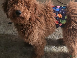 Mini Goldendoodle dogs Mini Goldendoodle Puppy 1 - Ad 18