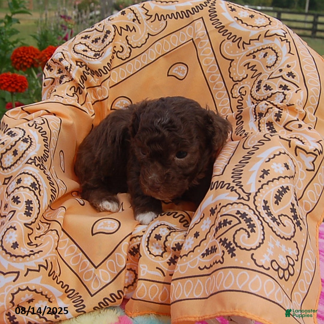 Toy Poodle dogs for sale: Bobbie - Ad 5