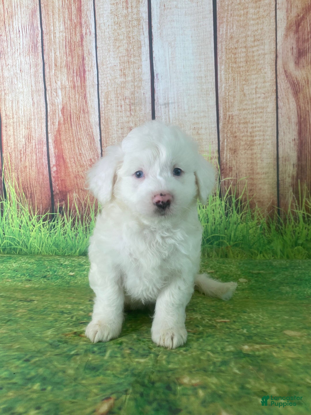 Mini Aussiedoodle dogs for sale: Gianna - Ad 5