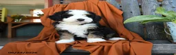 Bernedoodle dogs for sale: Quincy - Ad 4