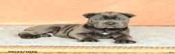Cane Corso dogs for sale: Rocco - Ad 4