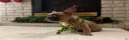 French Bulldog dogs for sale: Lucy - Ad 6