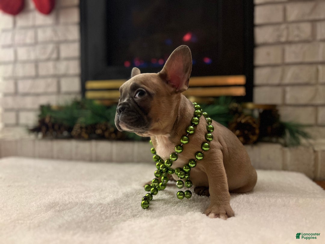 French Bulldog dogs for sale: Lucy - Ad 6