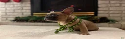 French Bulldog dogs for sale: Lucy - Ad 6