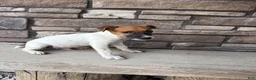 Jack Russell Terrier dogs for sale: UKC Zane  - Ad 3