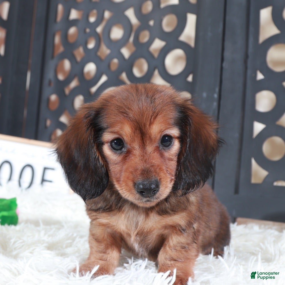 Miniature Dachshund dogs Miniature Dachshund Puppy Roxy - Ad 37