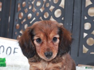 Miniature Dachshund dogs Miniature Dachshund Puppy Roxy - Ad 31