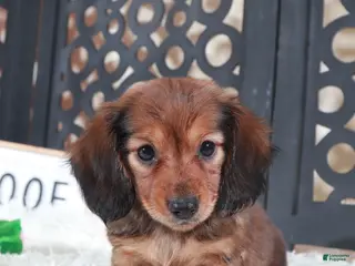 Miniature Dachshund dogs Miniature Dachshund Puppy Roxy - Ad 36