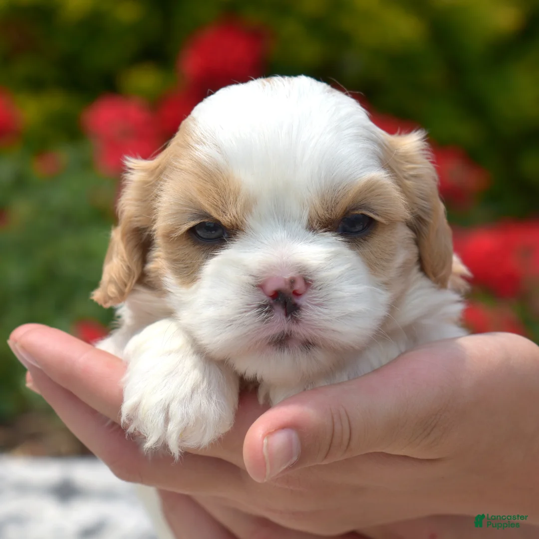 Mixed Breed dogs for sale: Timber - Ad 1