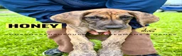 Great Dane dogs for sale: Honey - Ad 14