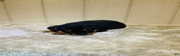 Rottweiler dogs for sale: Rottweiler 5 - Ad 3