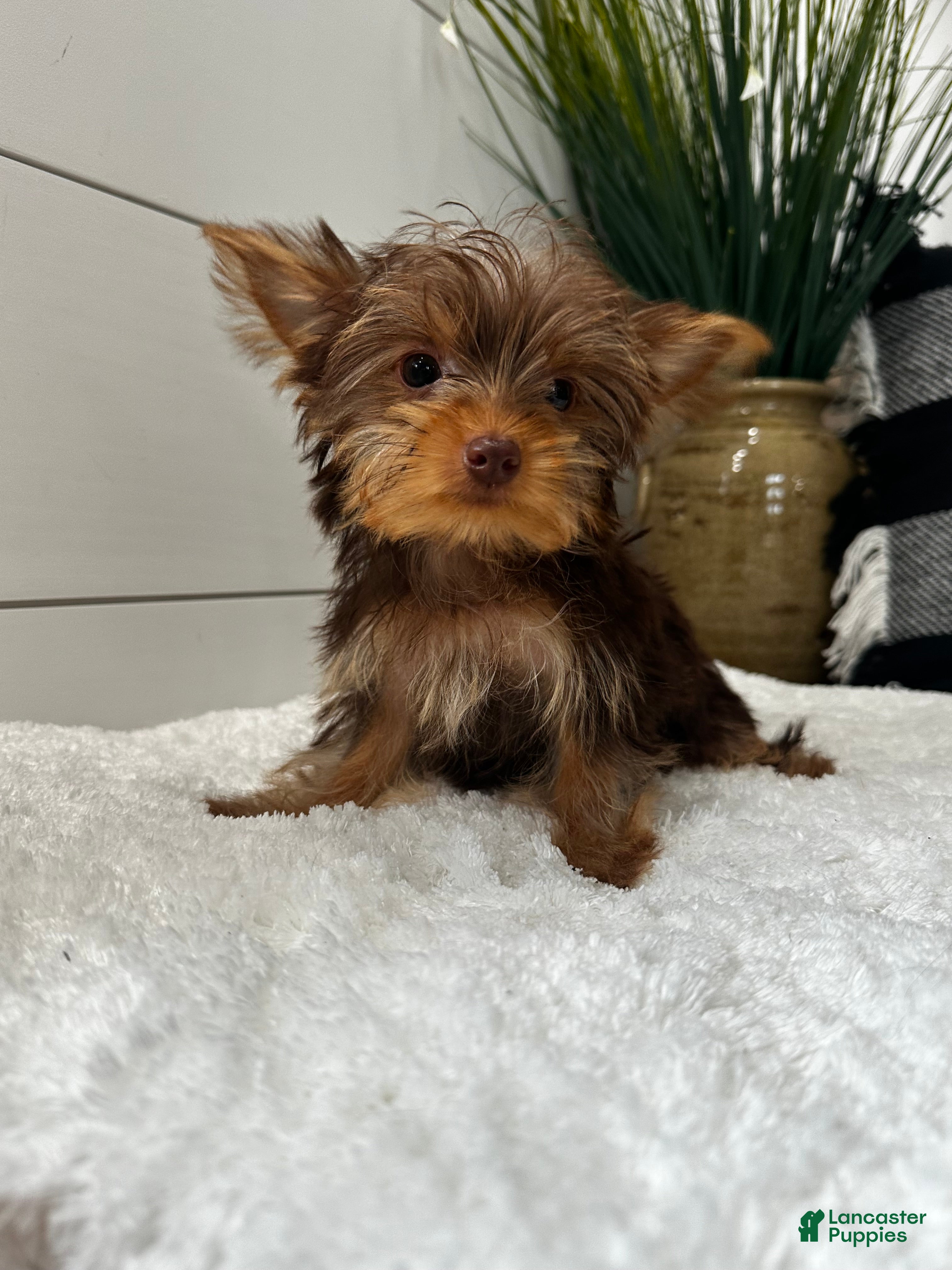 Yorkshire Terrier dogs Rocky - Ad 1