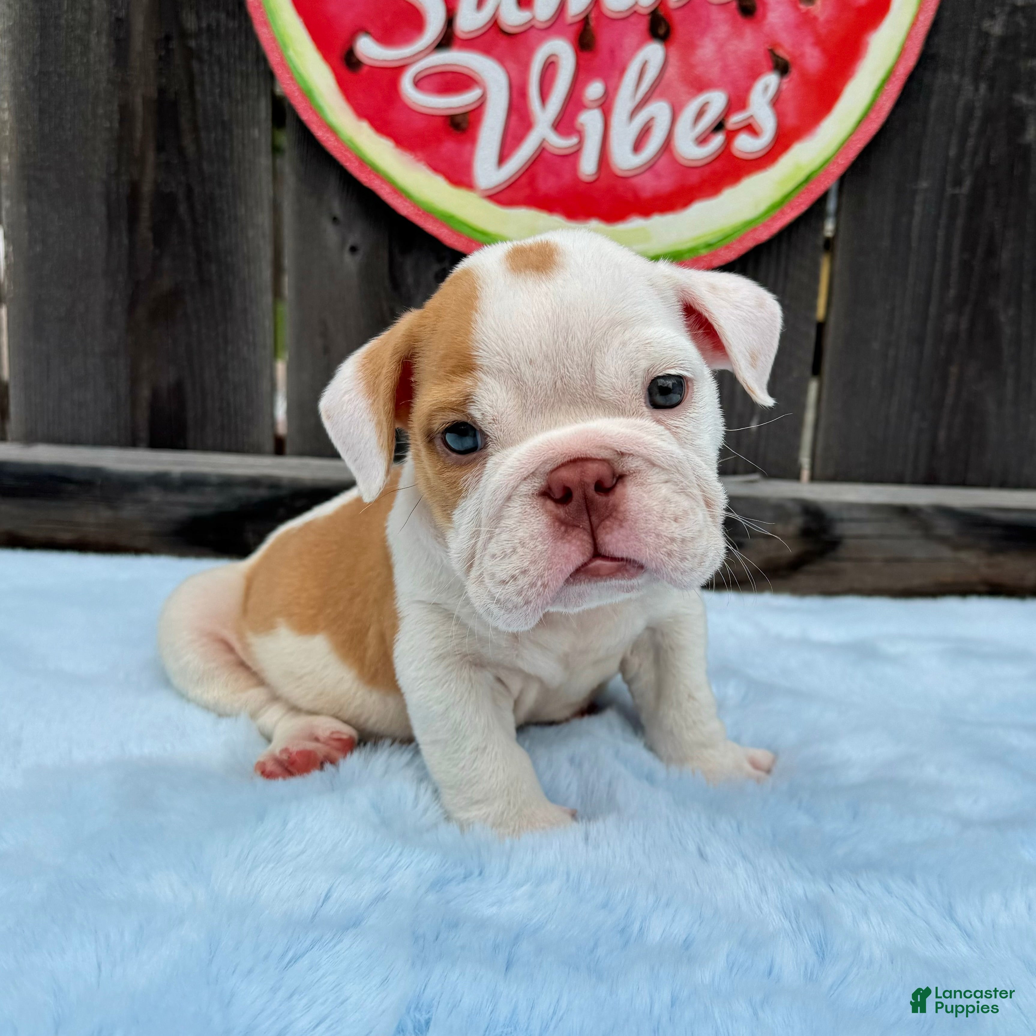 English Bulldog dogs Boby  - Ad 1