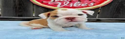 English Bulldog dogs for sale: Boby  - Ad 1