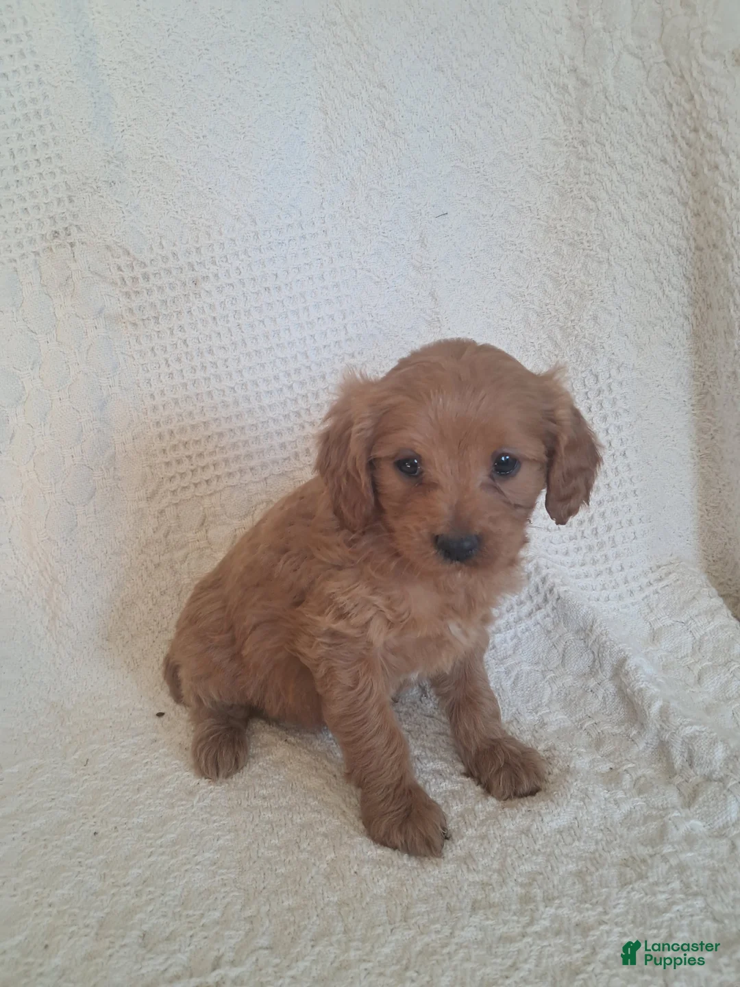 Cavapoo dogs for sale: Suzy - Ad 2