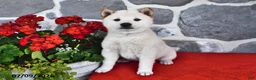 Shiba Inu dogs for sale: Moose - Ad 1
