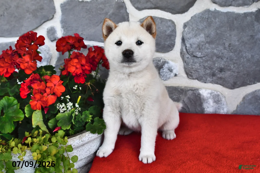 Shiba Inu dogs for sale: Moose - Ad 1