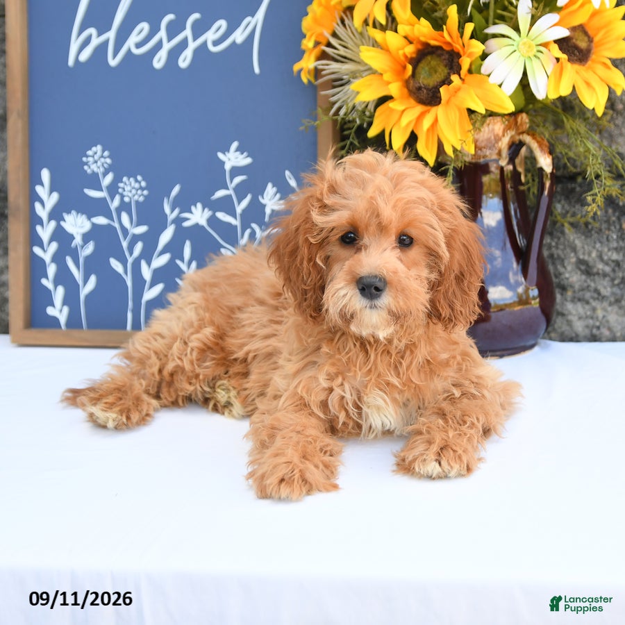 Cavapoo dogs Lila  - Ad 2