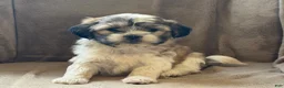 Shih Tzu dogs for sale: Commer - Ad 10