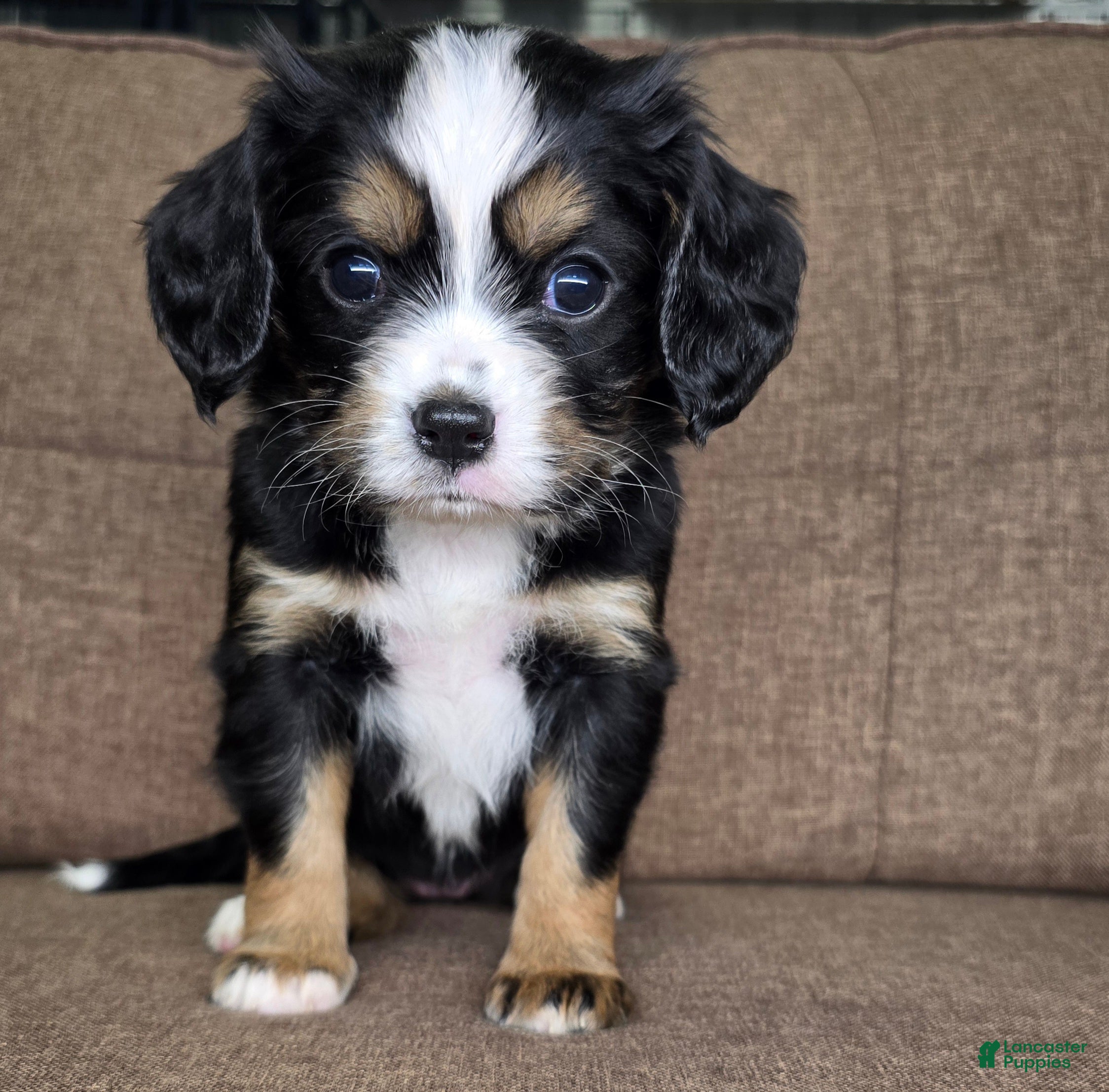Miniature Bernese Mountain Dog dogs Lisbon  - Ad 1