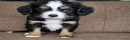 Miniature Bernese Mountain Dog dogs for sale: Sorrento [Reserved] - Ad 9