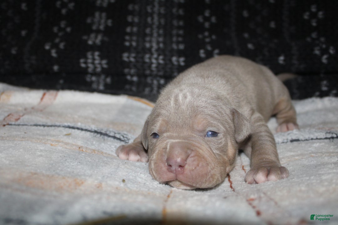 American Bully dogs for sale: Lykin - Ad 2