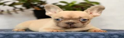 French Bulldog dogs for sale: Willow - Ad 9