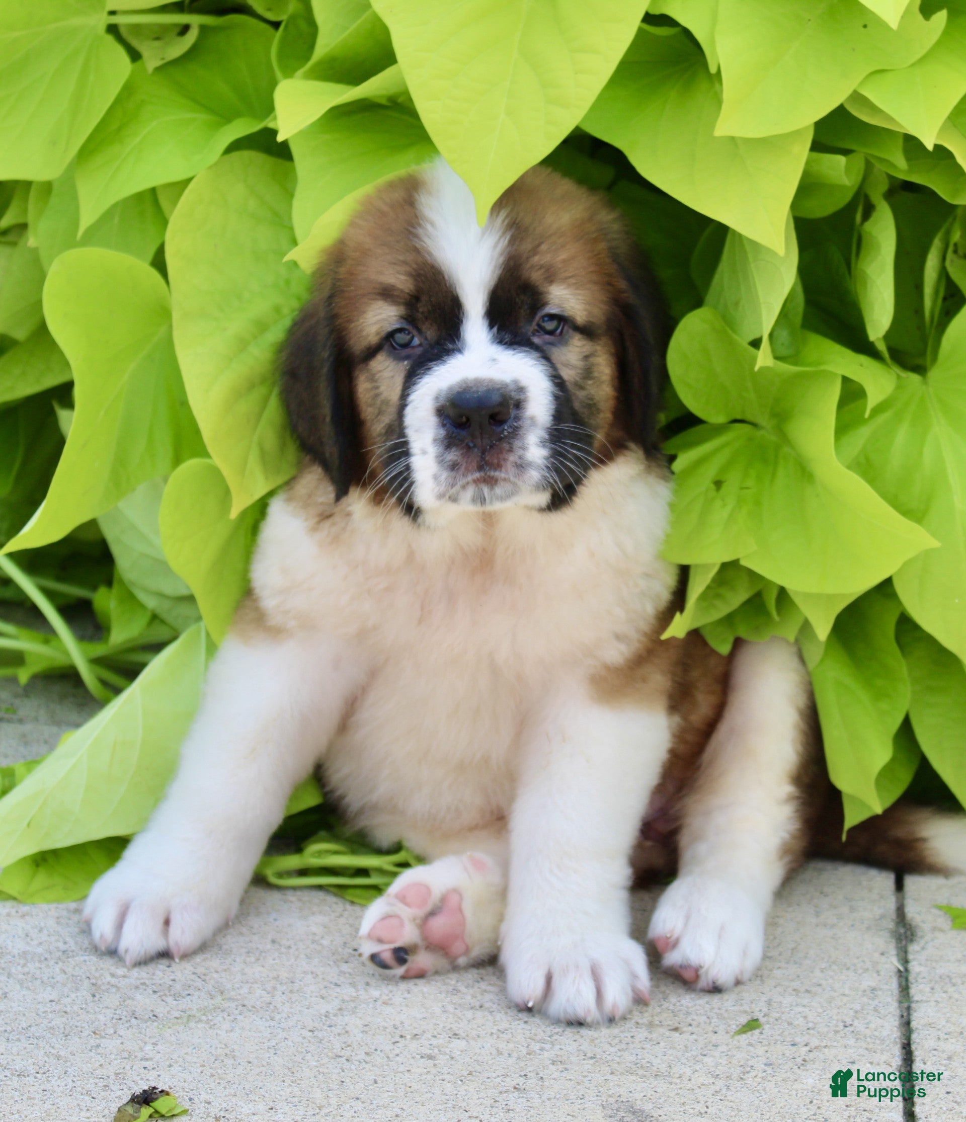 Saint Bernard dogs Lucy - Ad 2