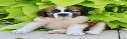 Saint Bernard dogs for sale: Lucy - Ad 2