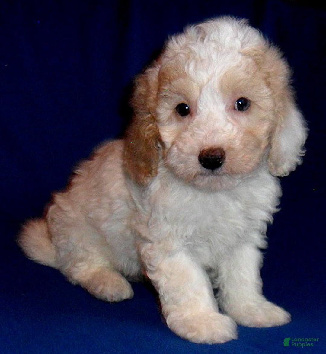 Miniature Poodle dogs for sale: Patches - Ad 2