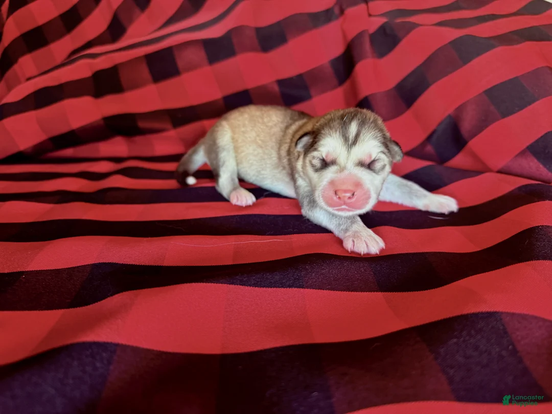 Alaskan Malamute dogs for sale: Alaskan Malamute Puppy 3 - Ad 3