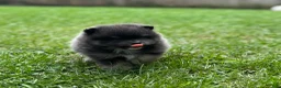 Pomeranian dogs for sale: Sultan - Ad 4