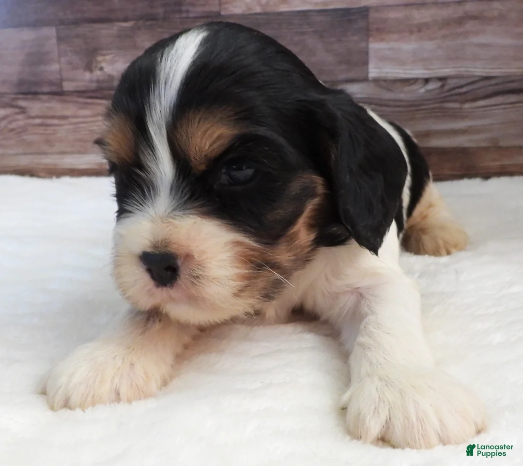 Mixed Breed dogs for sale: Cockalier #4 Male - Ad 1